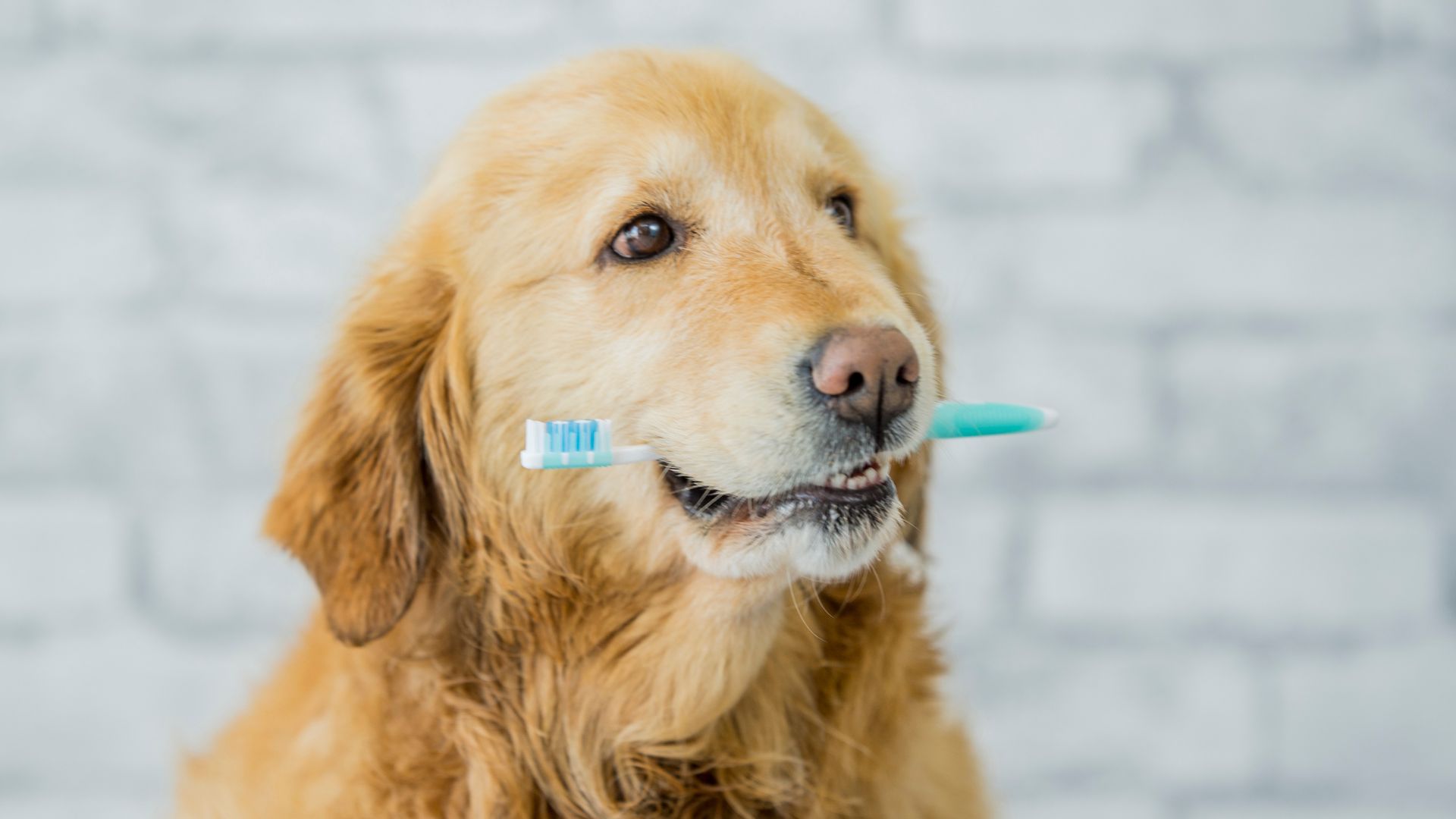 a-dog-holding-a-toothbrush-in-its-mouth