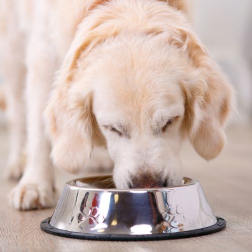 Dog-eating-Dog-food-out-of-a-bowl Dog-eating-Dog-food-out-of-a-bowl
