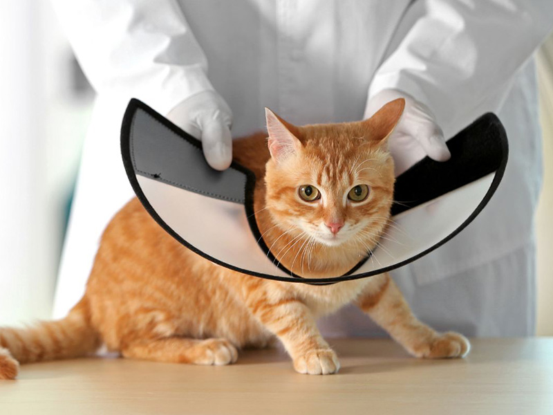 a-cat-wearing-a-cone