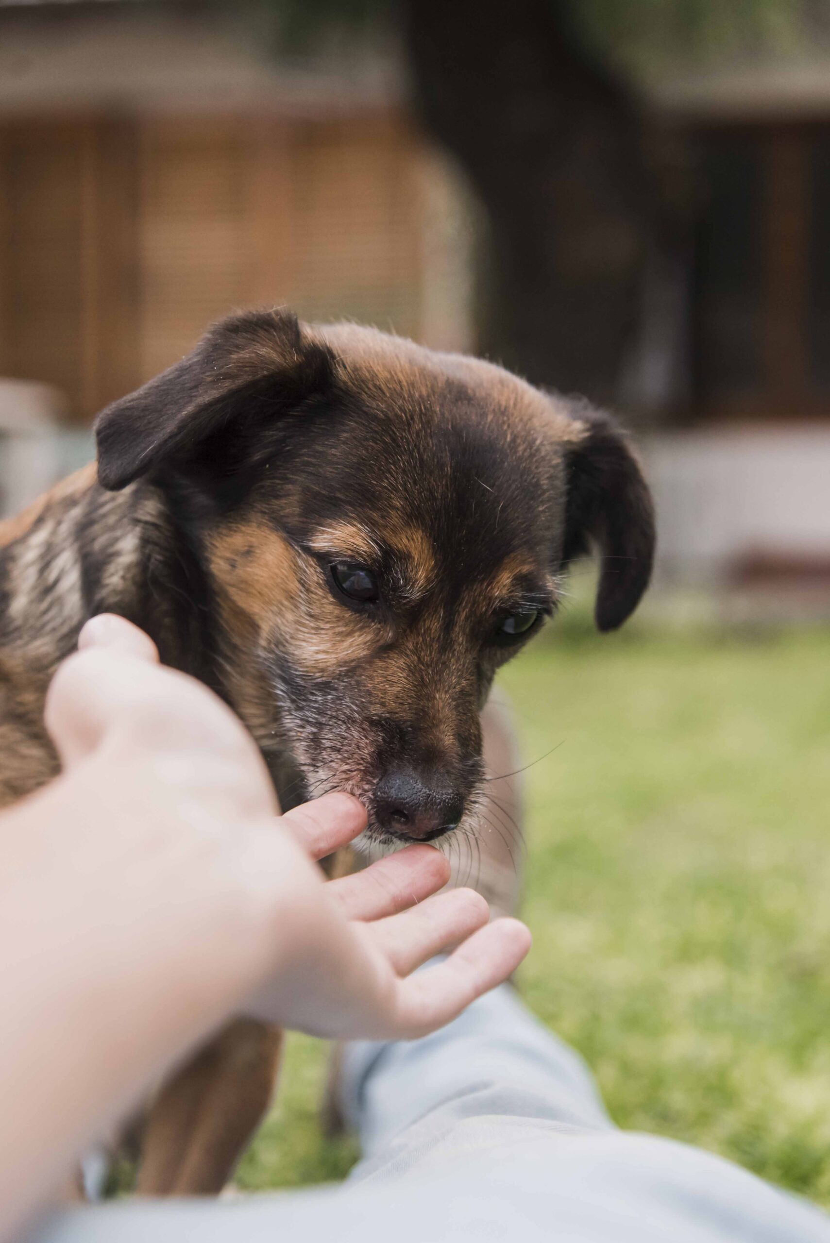 a dog biting a hand a dog biting a hand