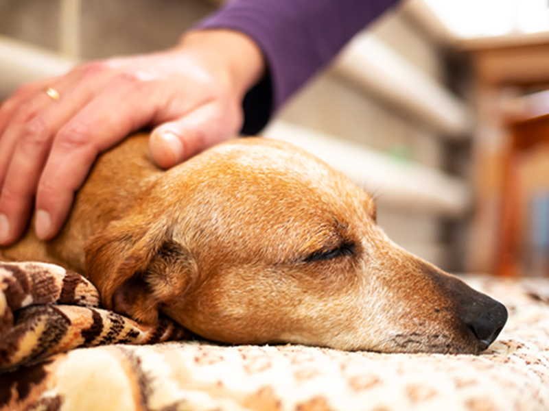 a-hand-petting-a-dog