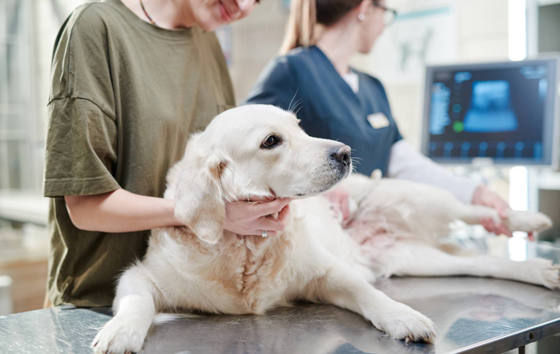 Pet Diagnostic Imaging In Redmond OR Ridgeview Veterinary Clinic