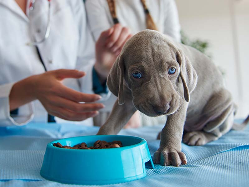 a-puppy-with-bowl-food