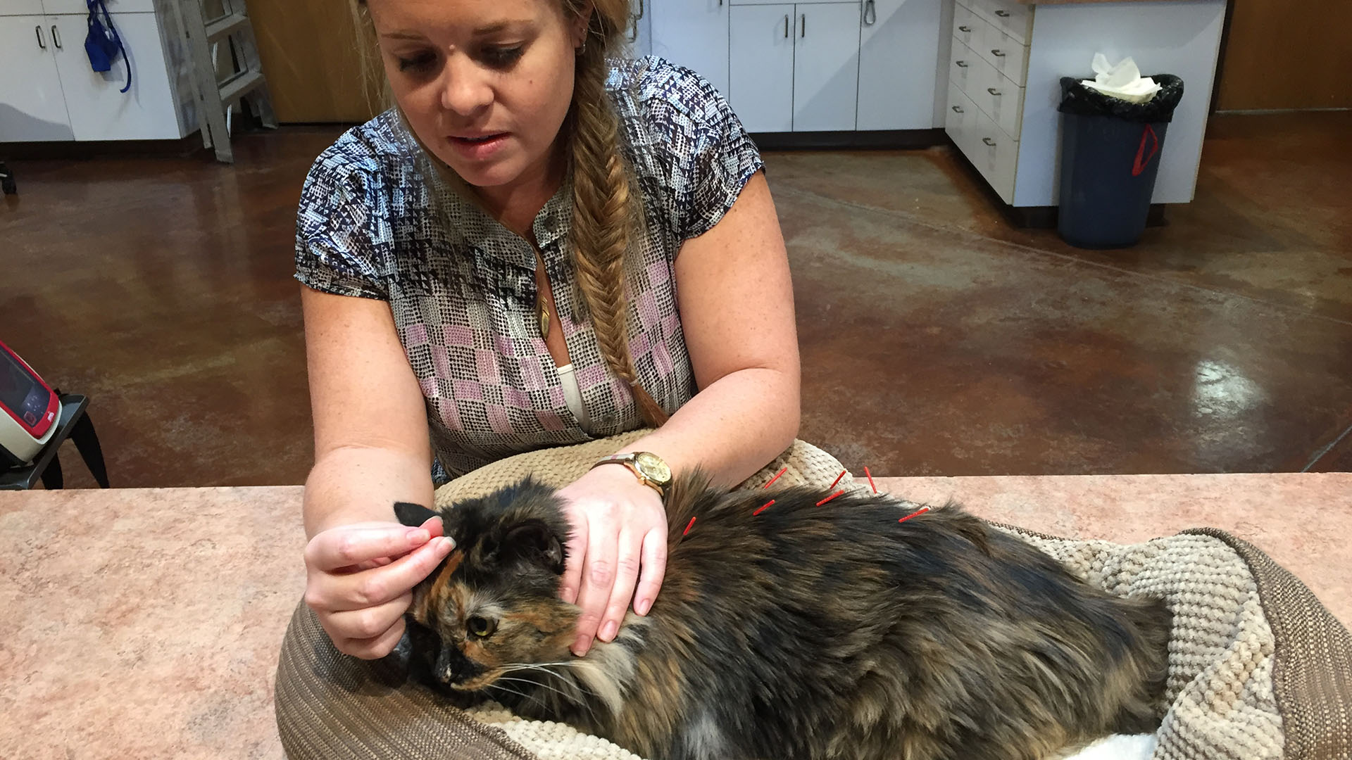 a veterinarian petting a cat