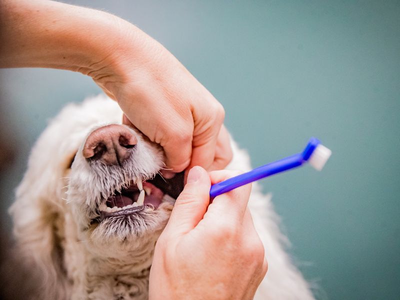 a-dog-holding-a-toothbrush-in-its-mouth