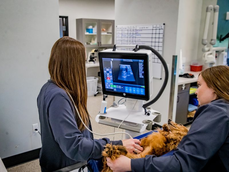Veterinarian examines the dog using ultrasound