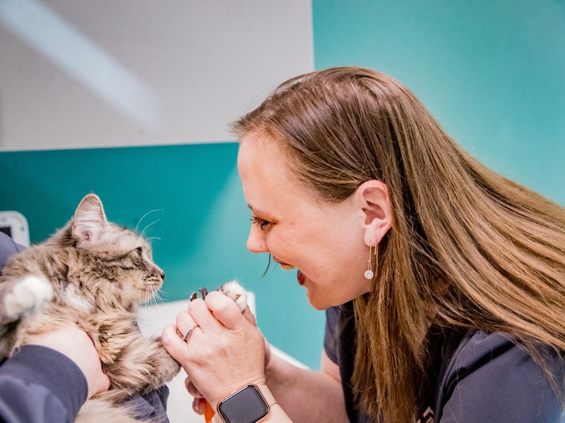 a vet holding a dog and a cat