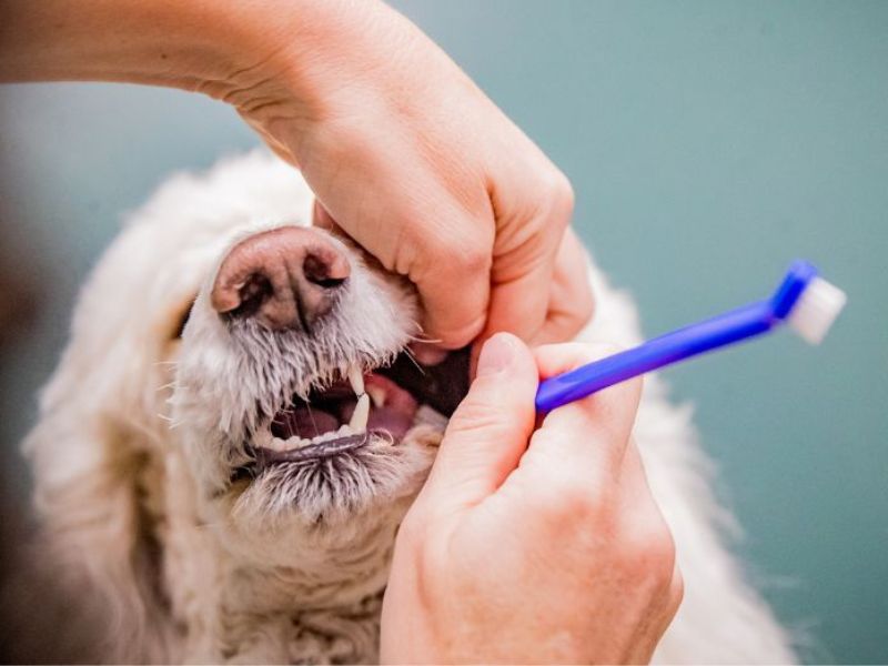 A person gently brushes the teeth of a small dog