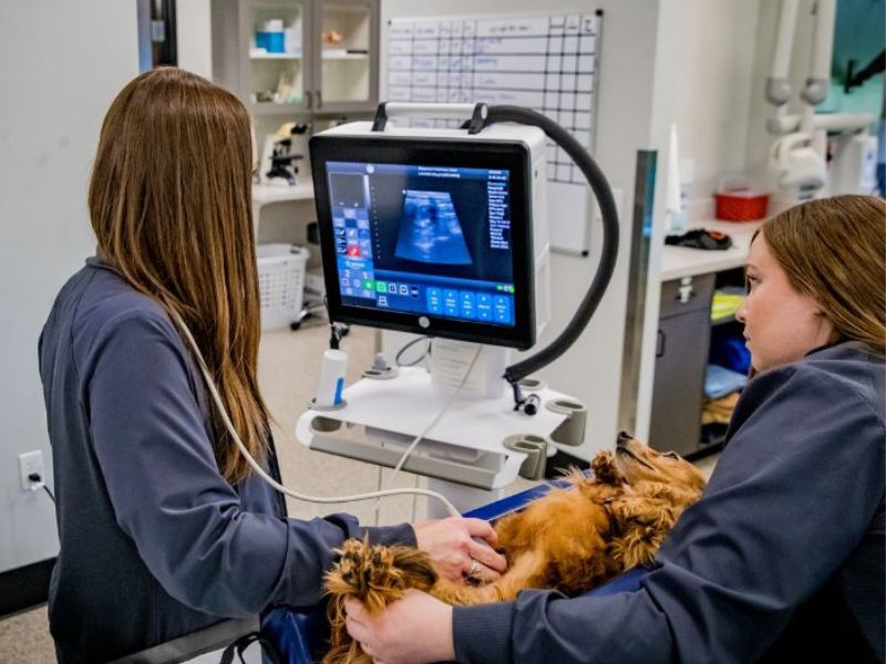  Two women are examining a dog together