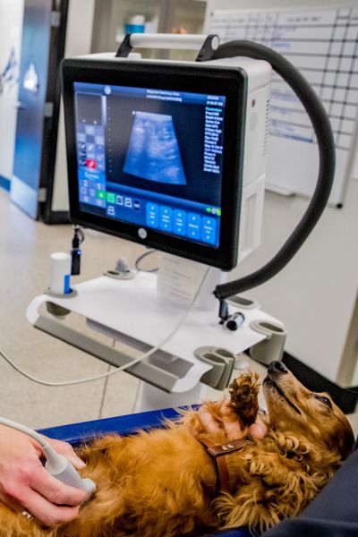 A person observing a dog lying comfortably on a table