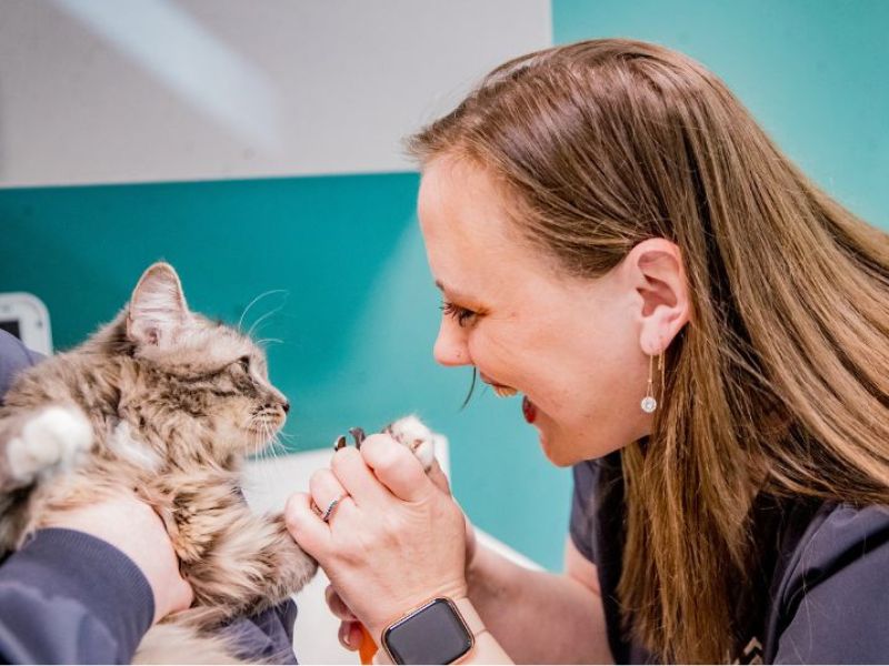 A woman gently pets a cat while a veterinarian examines