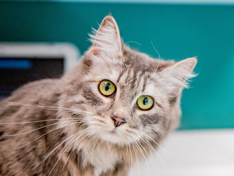 Grey and white cat staring straight at camera.