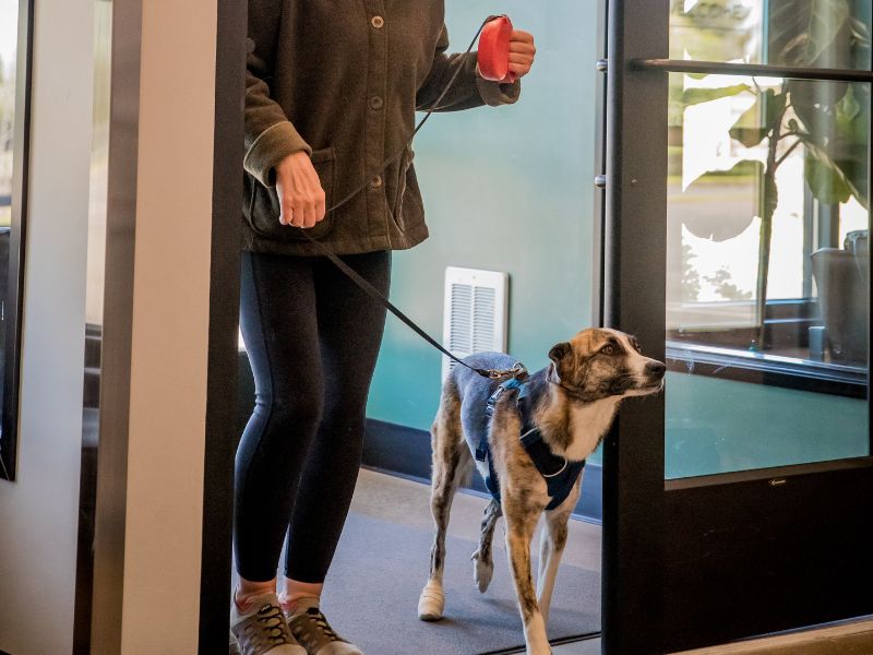 Dog walking into vet office on leash.