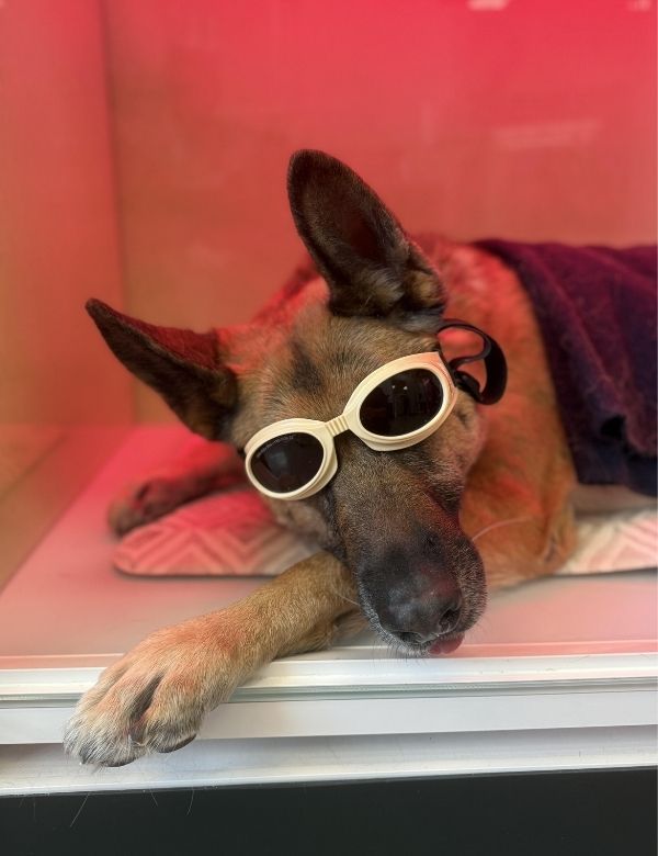 A dog during the laser therapy treatment