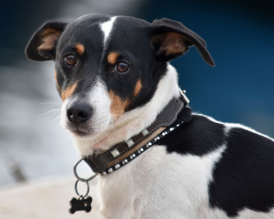 A black dog
