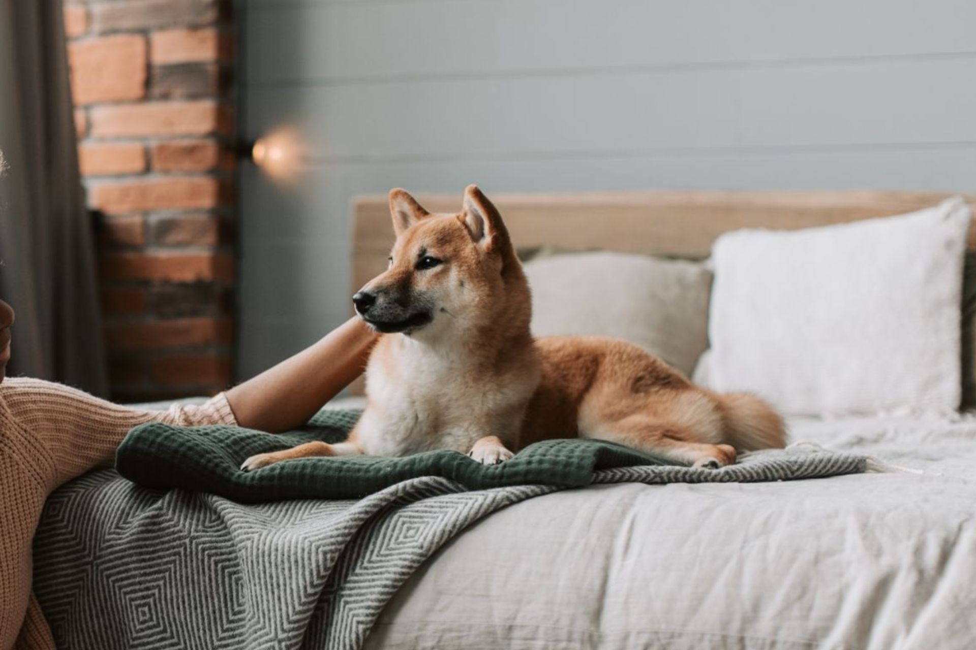 A dog on a bed