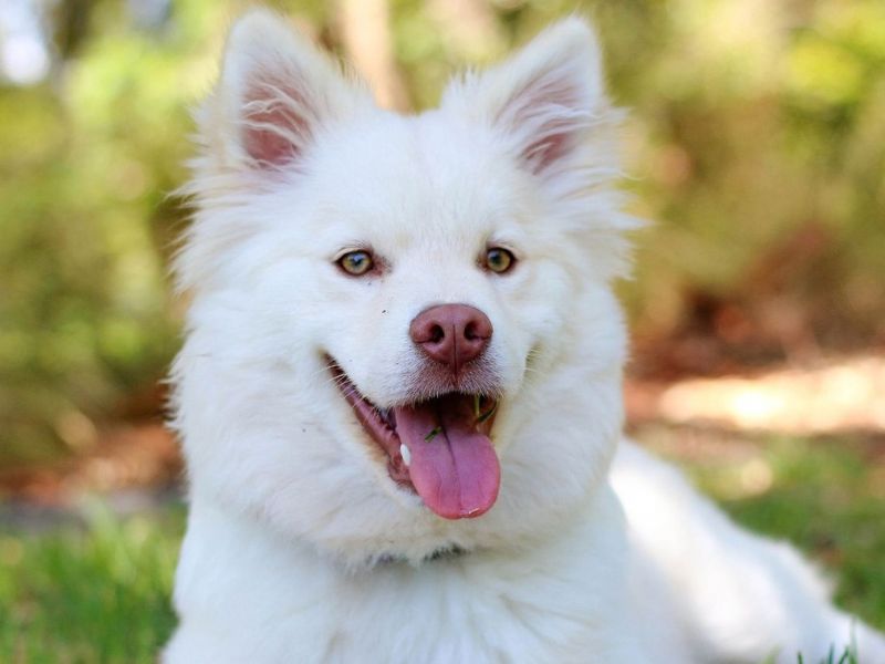 A happy white dog