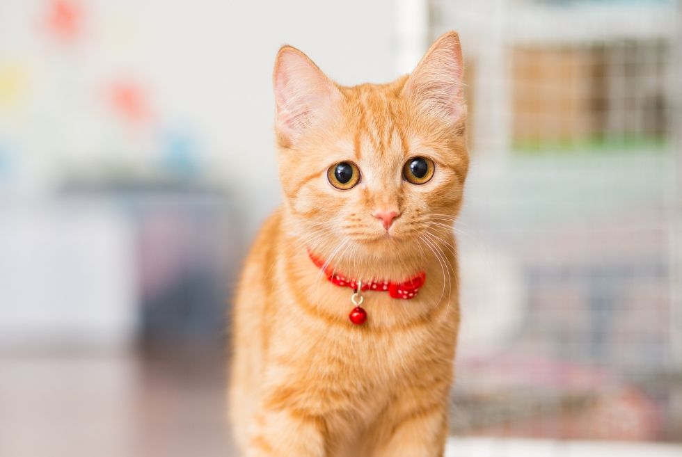 Cute kitten