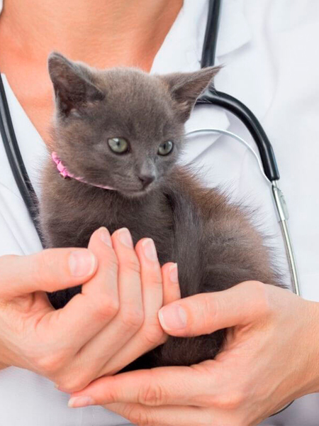 Kitten care