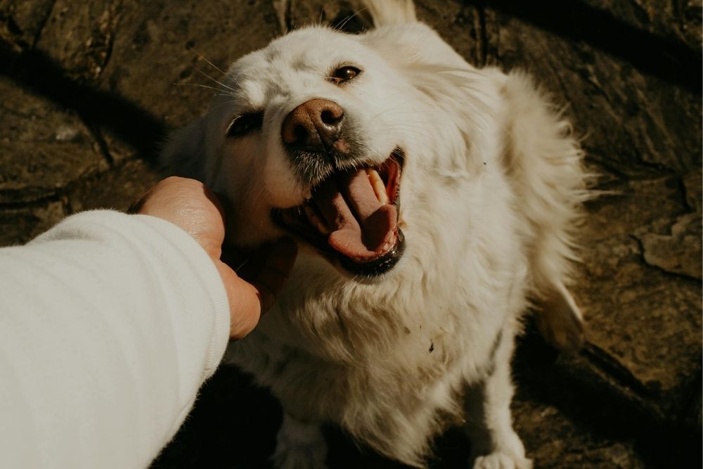 person petting a fluffy white dog